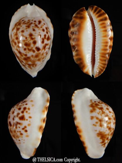 Zoila marginata bataviensis 45,90 mm Gem-0