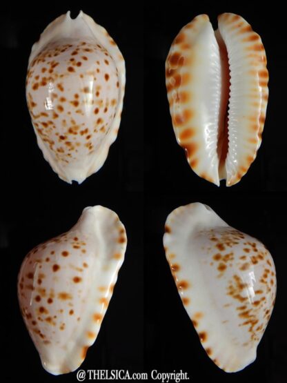 Zoila marginata bataviensis 46,53 mm Gem-0