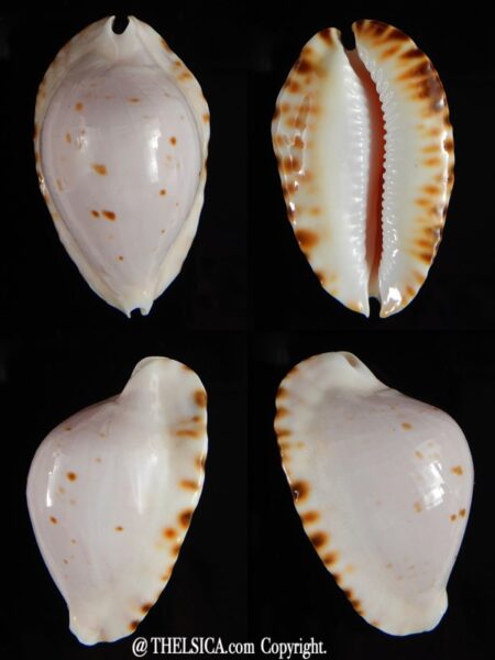 Zoila marginata bataviensis 47,30 mm Gem-0