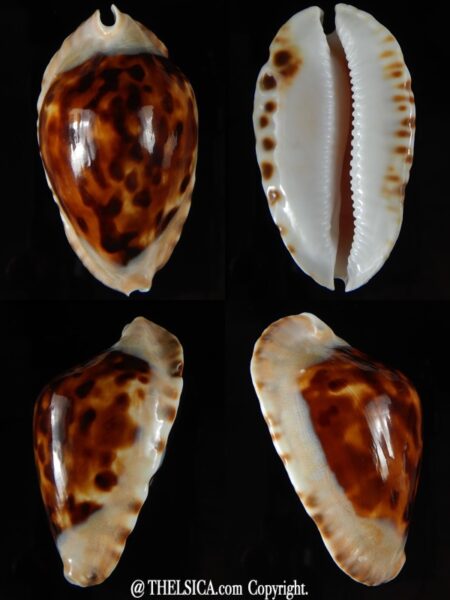 Zoila marginata consueta.. dark..59,83 mm Gem-0