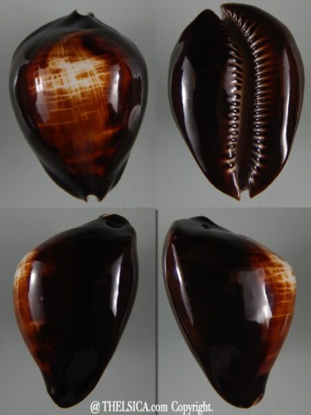 Zoila rosselli raywalkeri regularis 48,92 mm Gem-0