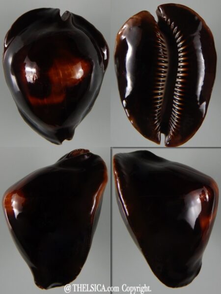 Zoila rosselli rosselli ' Abrolhos" 55,67 mm Gem (-)-0