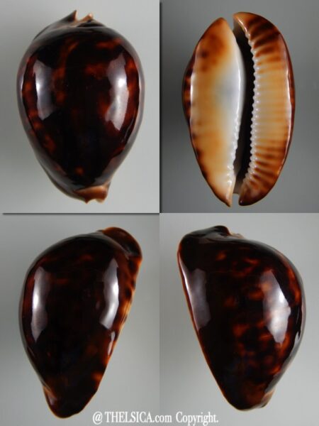 Zoila thersites thersites ..Black ... 69,30 mm Gem-0