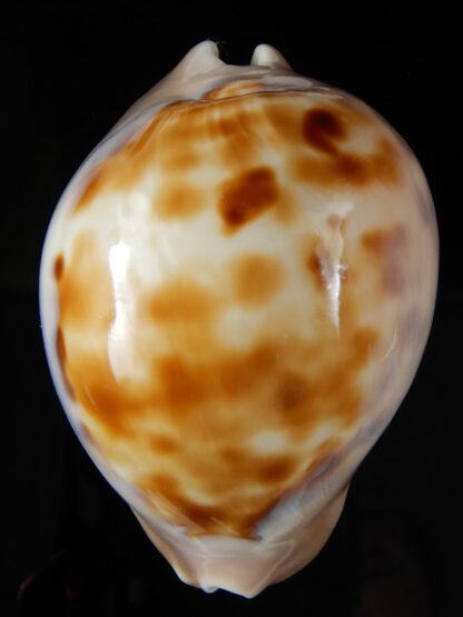 Zoila venusta roseopunctata 75,24 mm Gem -50374