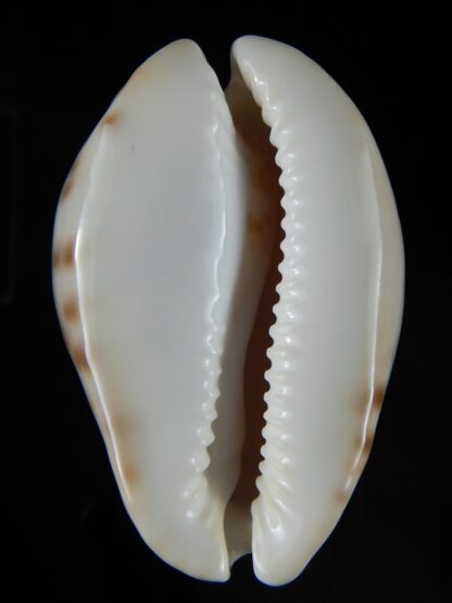 Zoila venusta roseopunctata 75,24 mm Gem -50376