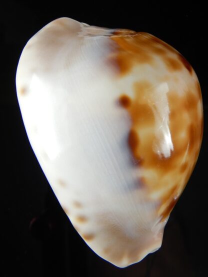Zoila venusta roseopunctata 75,24 mm Gem -50378