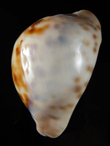 Zoila venusta roseopunctata 75,24 mm Gem -50377