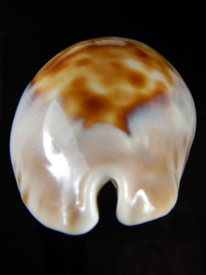 Zoila venusta roseopunctata 75,24 mm Gem -50375
