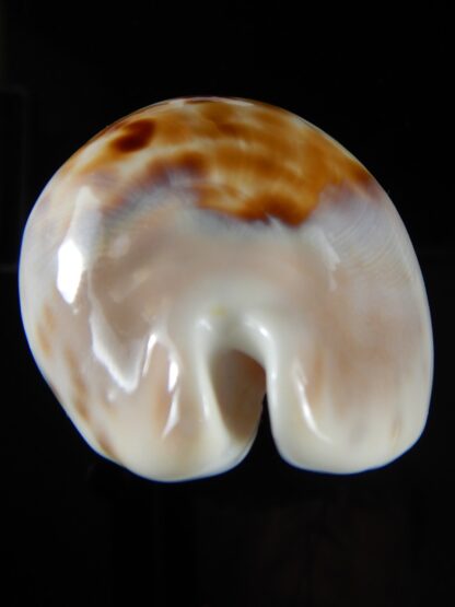 Zoila venusta roseopunctata 75,24 mm Gem -50373