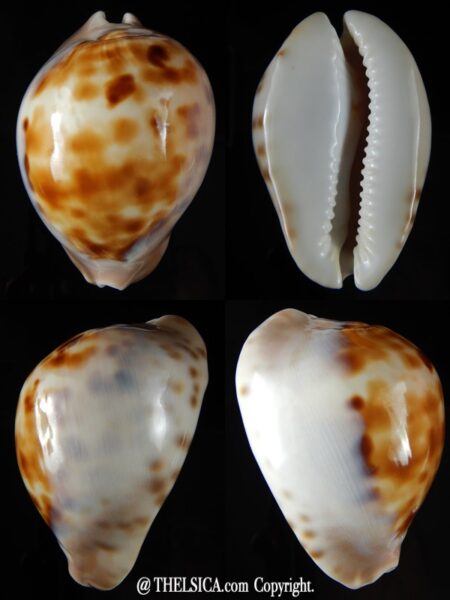 Zoila venusta roseopunctata 75,24 mm Gem -0