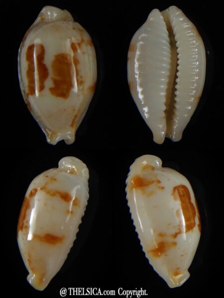 Bistolida stolida aureliae...White... 21,72 mm Gem-0