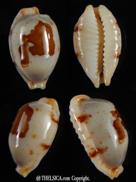 Bistolida stolida aureliae ...White... 23,30 mm Gem-0