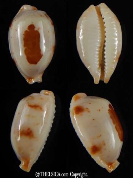 Bistolida stolida aureliae... White... 24,34 mm Gem-0