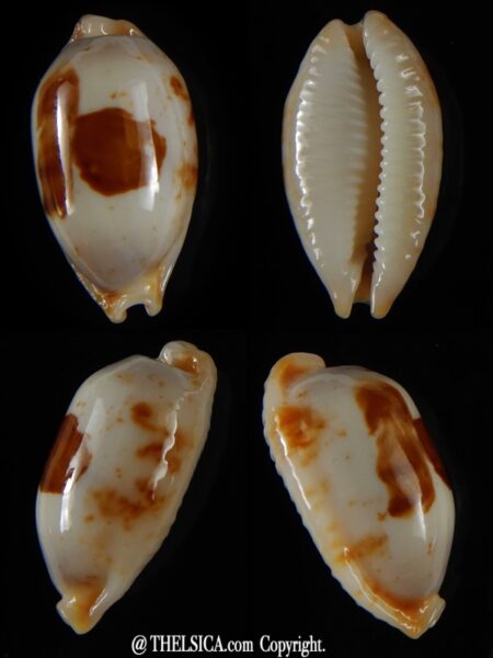 Bistolida stolida aureliae ... White ... 24,49 mm Gem-0
