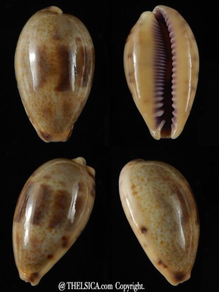 Contradusta lapillus .. Big size... 30,70 mm Gem-0