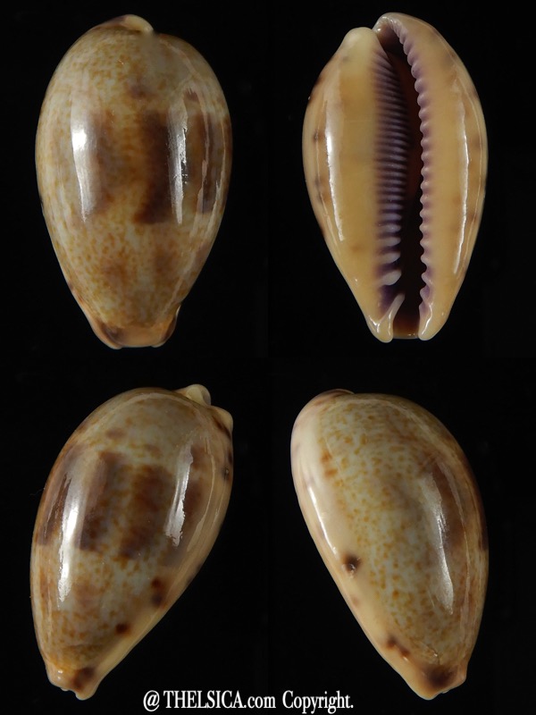 Contradusta lapillus .. Big size... 30,70 mm Gem-0