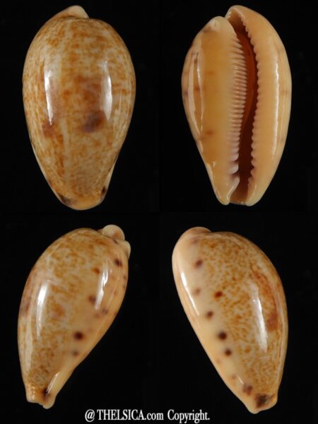 Contradusta lapillus .. Big size... 31,50 mm Gem-0