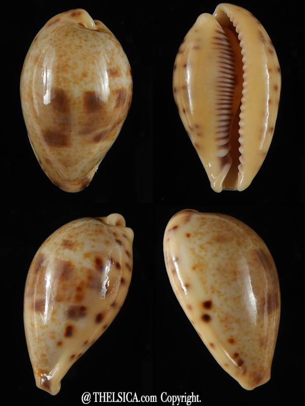 Contradusta lapillus .. Big size... 31,96 mm Gem-0