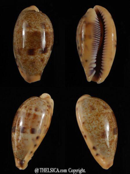 Contradusta lapillus ..GIANT size... 33,6 mm Gem -0