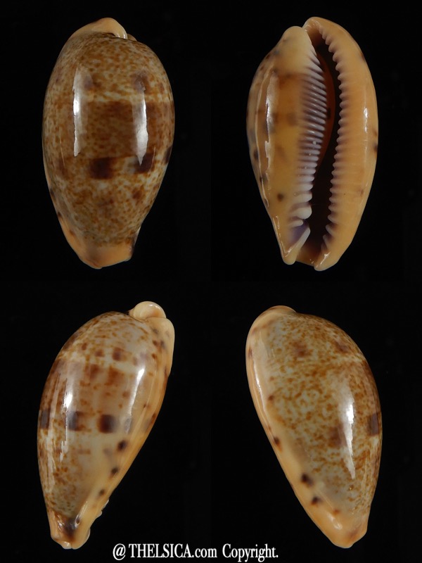 Contradusta lapillus ..GIANT size... 33,6 mm Gem -0