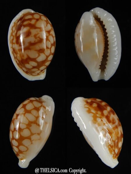 Cribrarula cribraria ... Ball shape .. 25,30 mm Gem-0