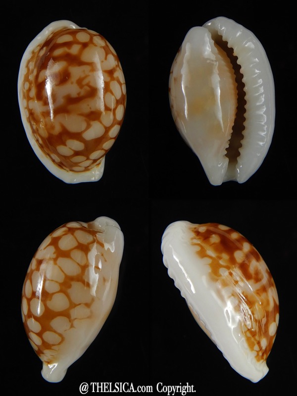 Cribrarula cribraria ... Ball shape .. 25,30 mm Gem-0