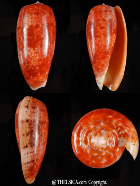 Textilia bullatus bullatus 75,80 mm Gem-0