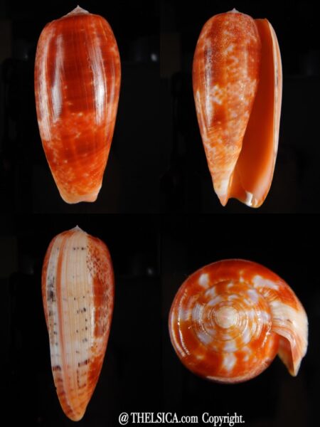 Textilia bullatus bullatus 74,06 mm Gem-0