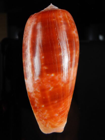 Textilia bullatus bullatus 74,06 mm Gem-51756