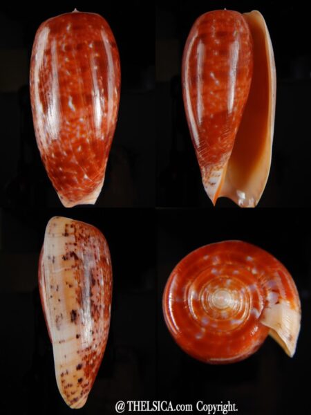 Textilia bullatus bullatus.... GIANT >>> 78,28 mm Gem-0