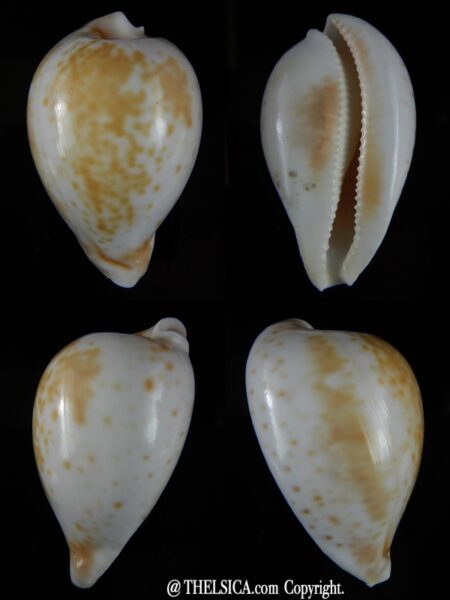 Umbilia hesitata suprastrata 82 mm F+++/Gem-0