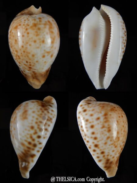 Umbilia hesitata suprastrata ... SMALL SIZE .... 71.14 mm Gem-0