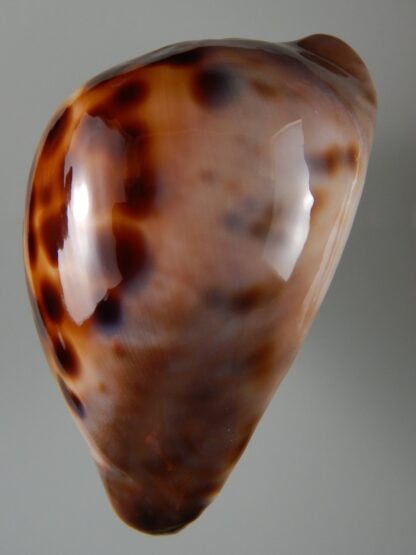Zoila venusta roseopunctata 75,30 mm Gem -51917