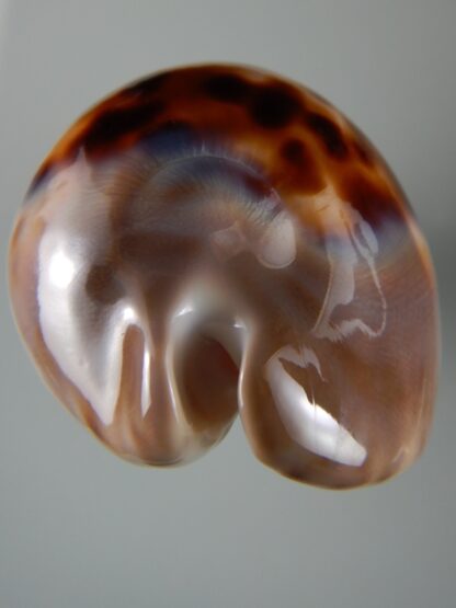 Zoila venusta roseopunctata 75,30 mm Gem -51916