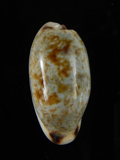 Erronea cylindrica sowerbeyana montebella 25,23 mm Gem-52274