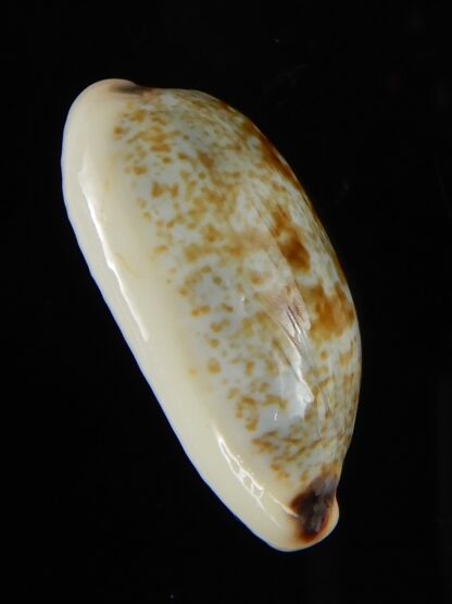 Erronea cylindrica sowerbeyana montebella 25,23 mm Gem-52277