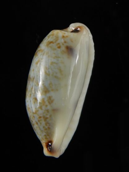 Erronea cylindrica sowerbeyana montebella 25,23 mm Gem-52278