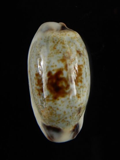 Erronea cylindrica sowerbeyana montebella 21,69 mm Gem-52231