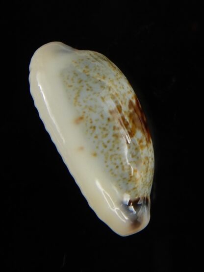 Erronea cylindrica sowerbeyana montebella 21,69 mm Gem-52235