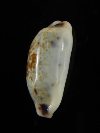 Erronea cylindrica sowerbeyana montebella 21,69 mm Gem-52233