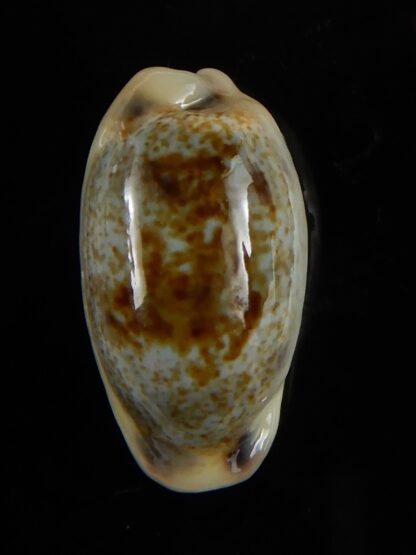 Erronea cylindrica sowerbeyana montebella 21,63 mm Gem -52220