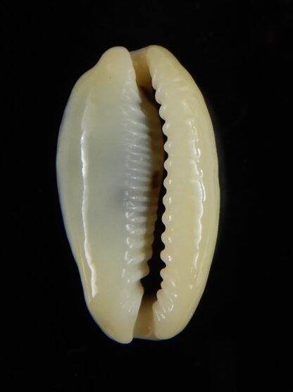 Erronea cylindrica sowerbeyana montebella 21,63 mm Gem -52222