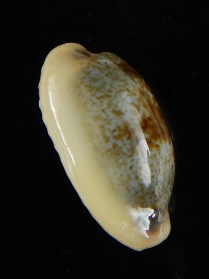 Erronea cylindrica sowerbeyana montebella 21,63 mm Gem -52223