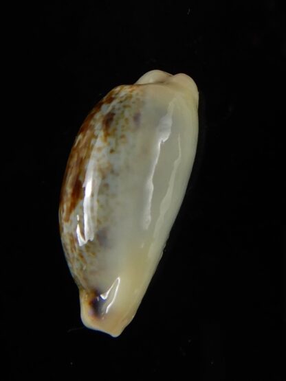 Erronea cylindrica sowerbeyana montebella 21,63 mm Gem -52218