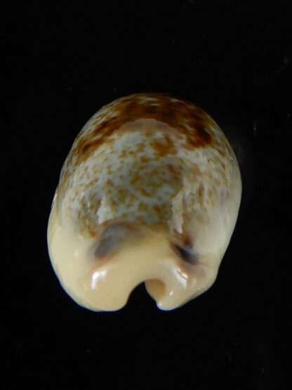 Erronea cylindrica sowerbeyana montebella 21,63 mm Gem -52217