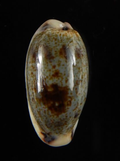 Erronea cylindrica sowerbeyana montebella 24,20 mm Gem-52246