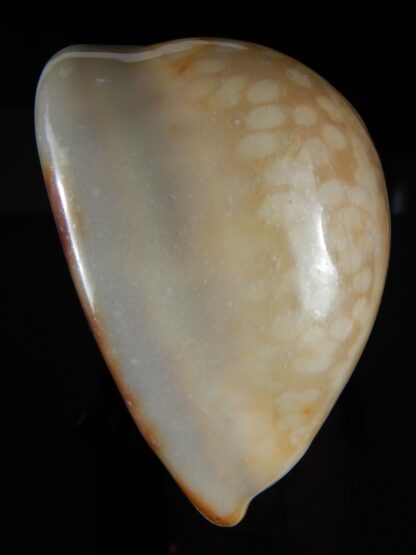 Mauritia mauritiana albiflora 82,46 mm F+++-51942