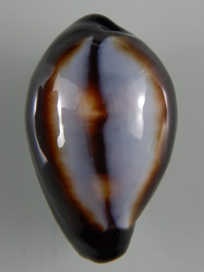 Erronea onyx onyx " SP pattern" 38,76 mm Gem-51994