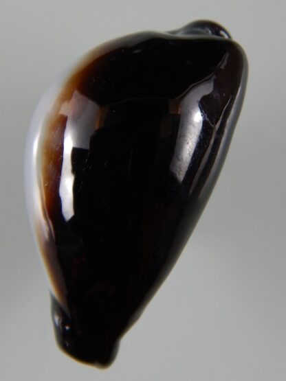 Erronea onyx onyx " SP pattern" 38,76 mm Gem-51995