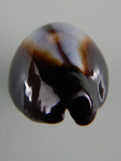 Erronea onyx onyx " SP pattern" 38,76 mm Gem-51998